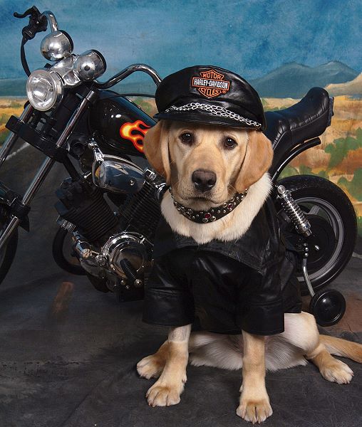 motorcycle gear for dogs