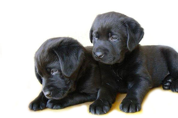 Two Brown Lab Puppies