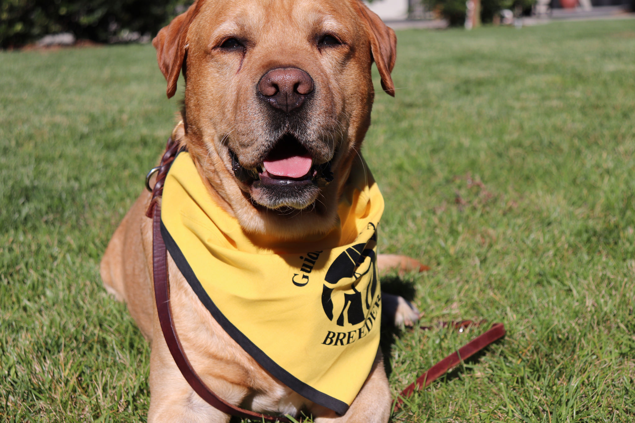 40642413681_3c3062b294_k Guide Dogs of America