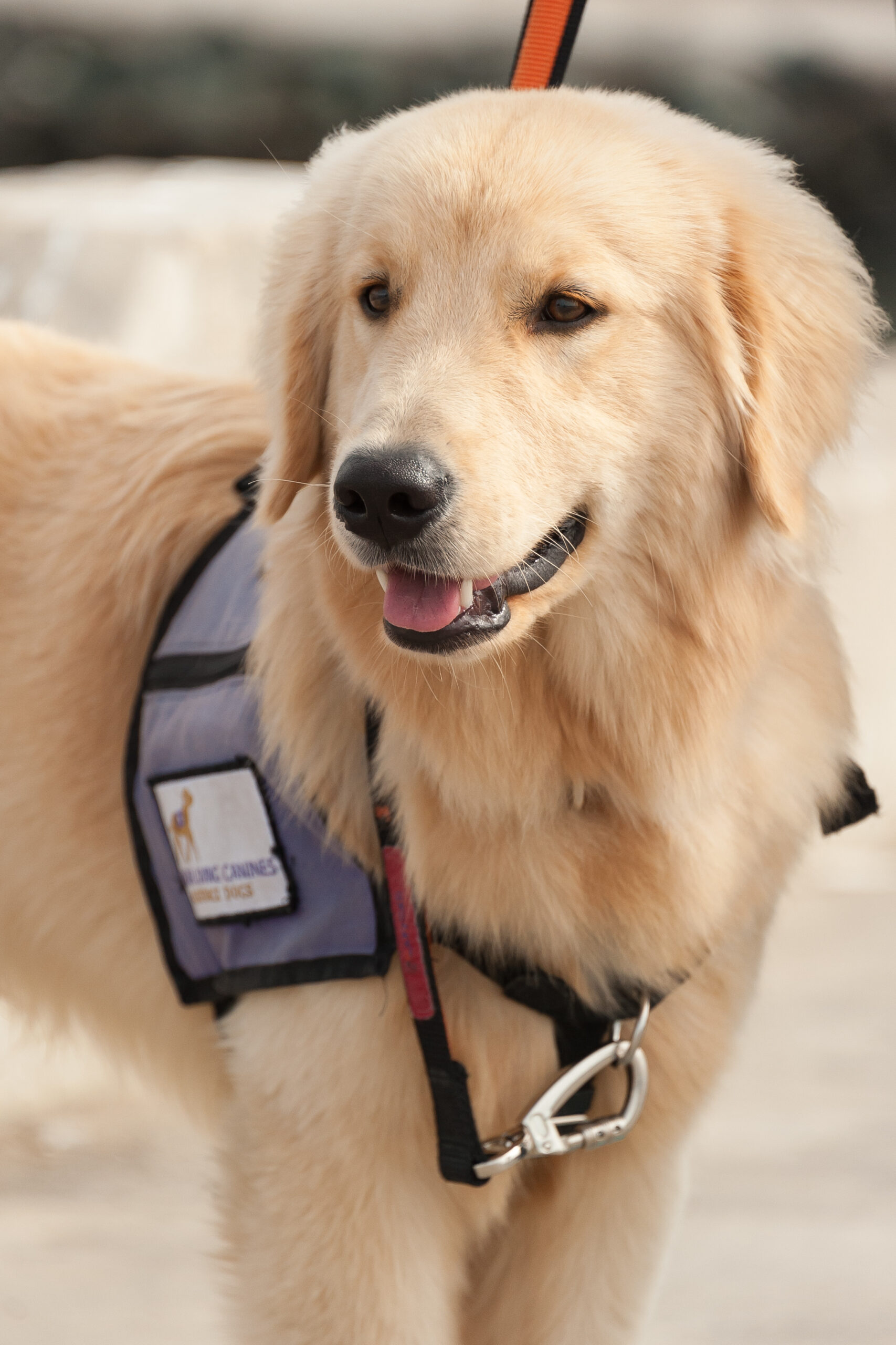 Employment Guide Dogs of America