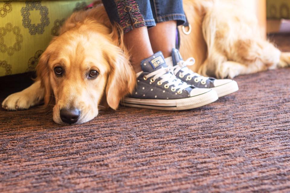 Application Renewal Guide Dogs of America