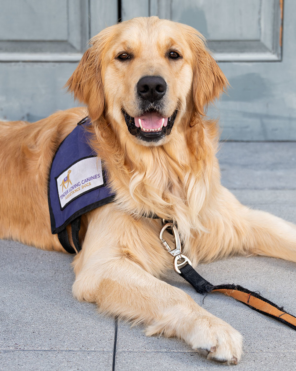 Adopting Retired Service Dogs 2025