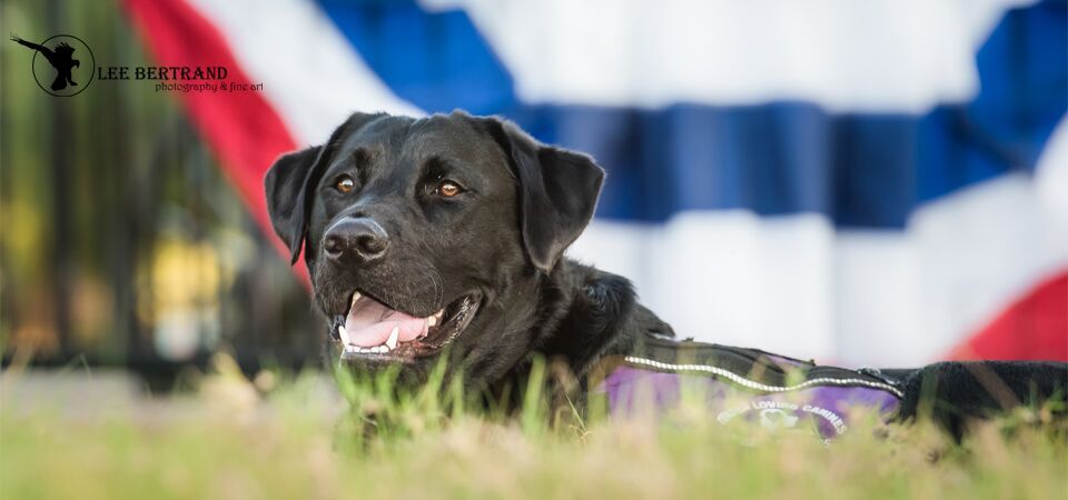 Tlcad Teams Up With Adler University For Ptsd Service Dog Research Study Guide Dogs Of America