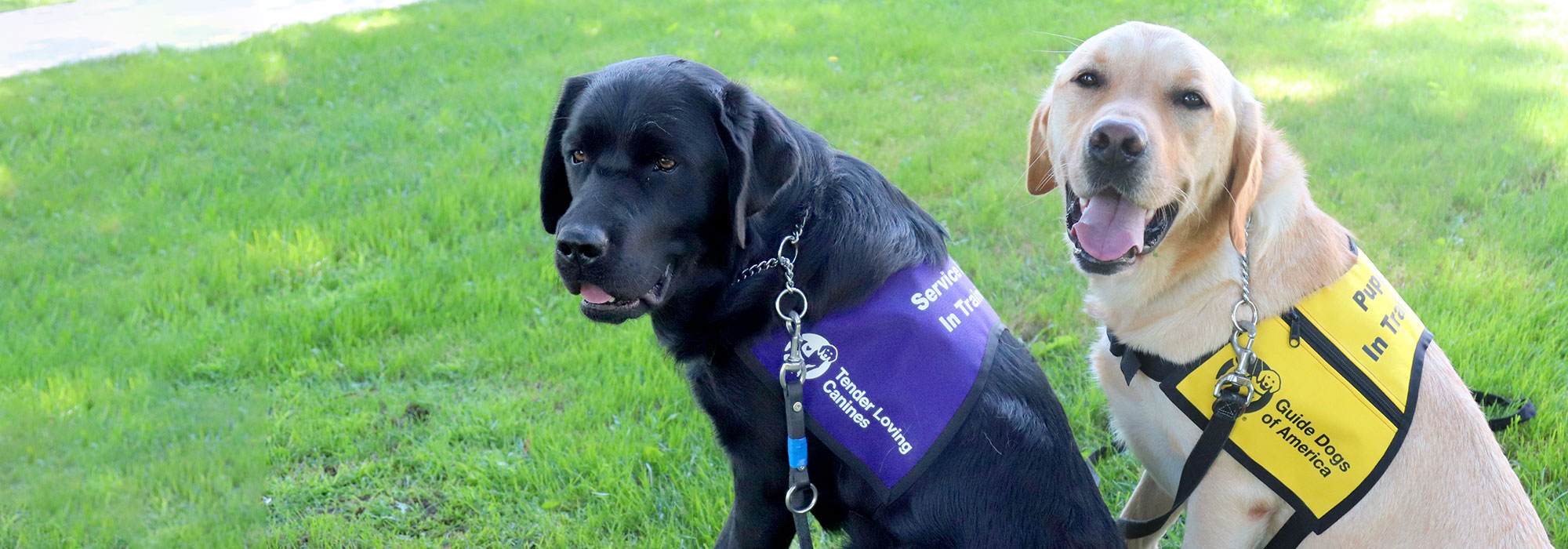 About Us Guide Dogs of America