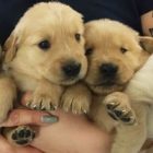 Arm full of puppies