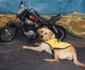 Yellow Lab Pup with Small Harley