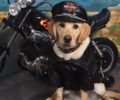 Yellow Lab Pup in Harley Gear