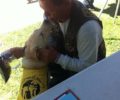Rider Receiving A Puppy Kiss