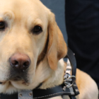guide dog, Kirby,