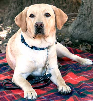 Kirby, Guide Dog