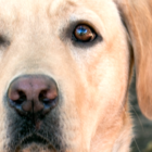 krby, guide dog