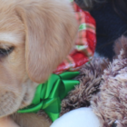 puppy, fund in need