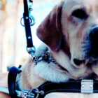 Guide dog