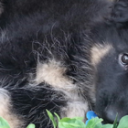 shepherd pup