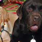 yellow and black holiday labs