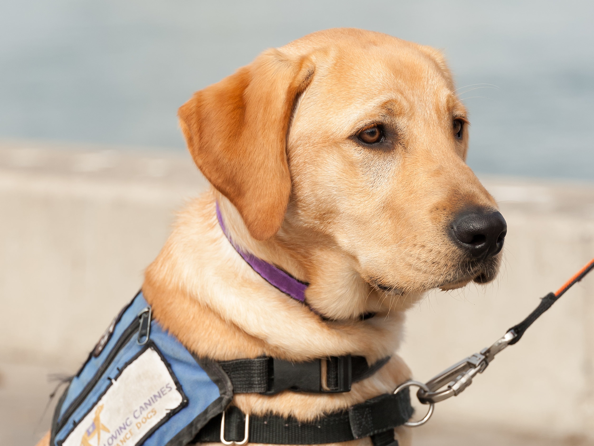 how much does a guide dog for the blind cost