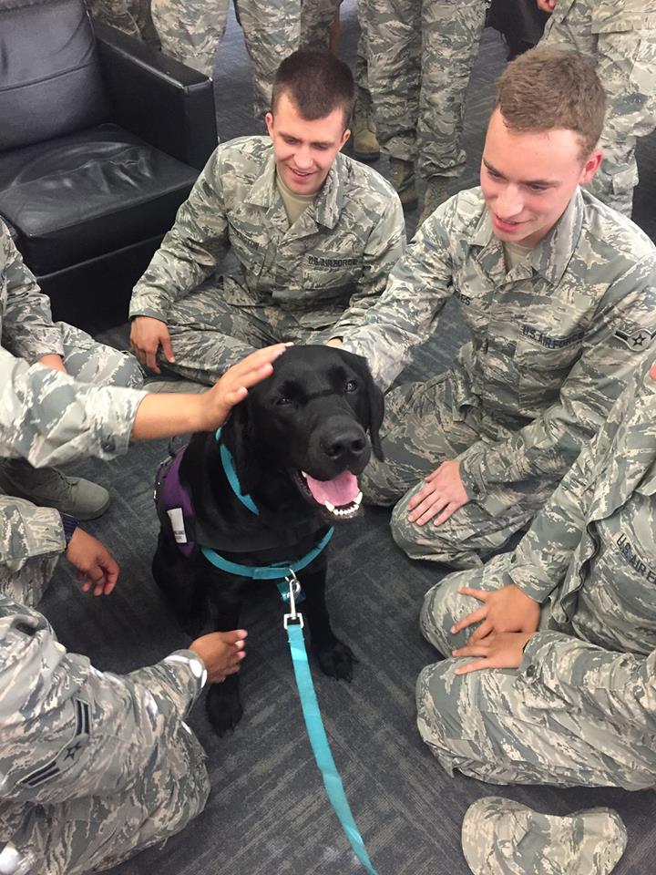   Click here  to learn about Preston, the United States Air Force's first ADI certified Courthouse Facility Dog Team 