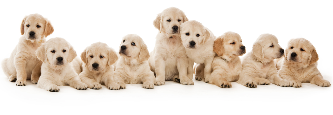 donation-puppies