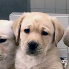 lab puppies