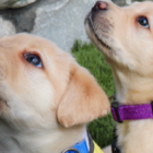 2 lab pups