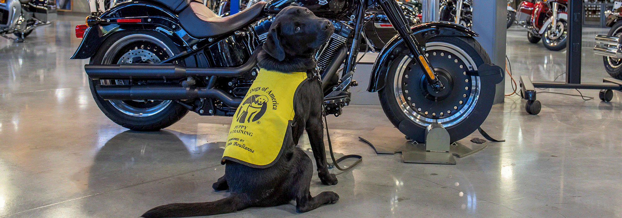 Black Lab, Motorcycle, Training Jacket