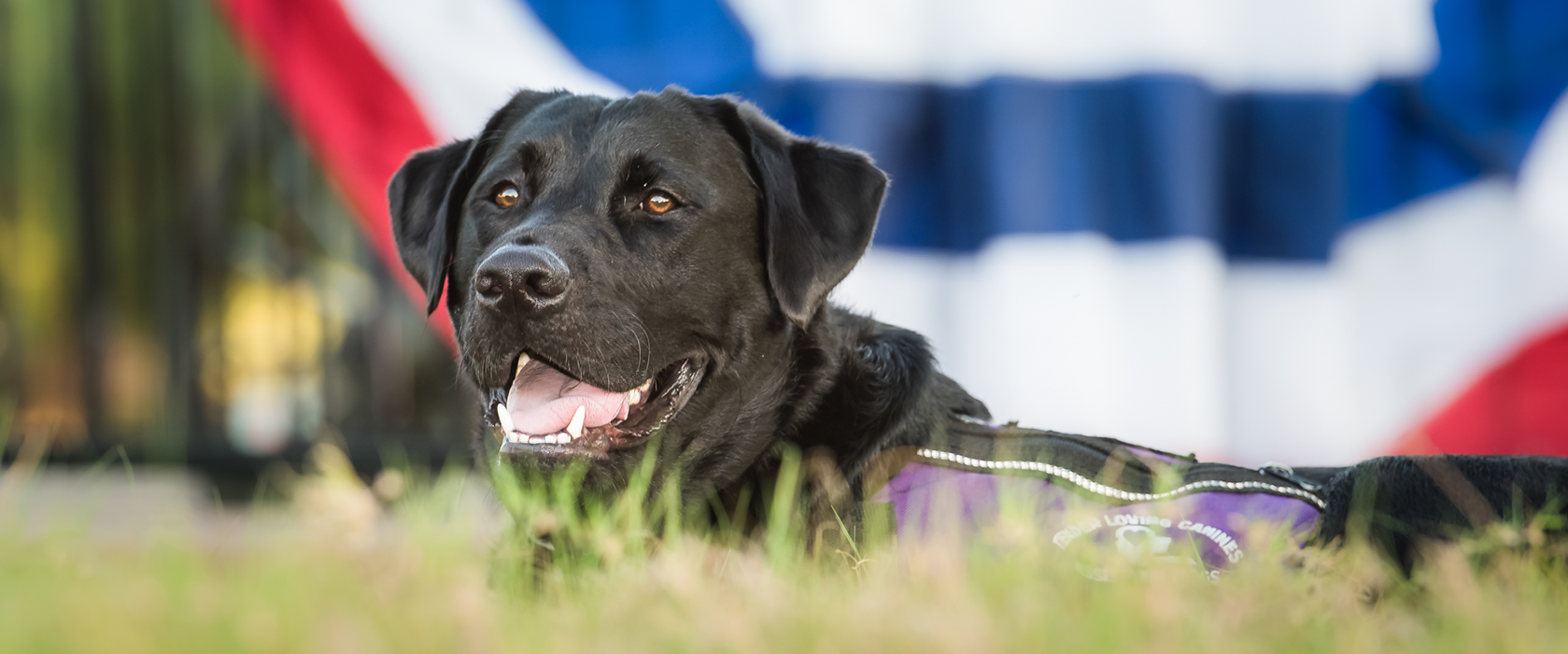 black lab