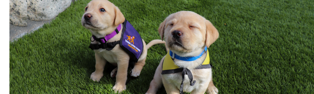 lab puppies