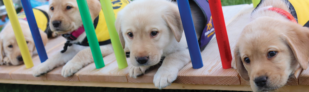 lab pups, yellow, fence