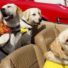 A car full of yellow Labs