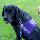 labs, vests, gda, tlc