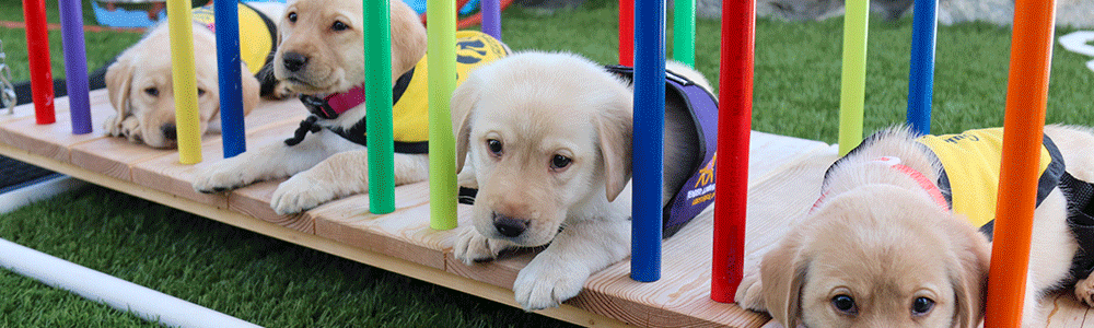 Four yellow Labs lay down on a colorful play bridge