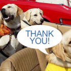 dogs, car