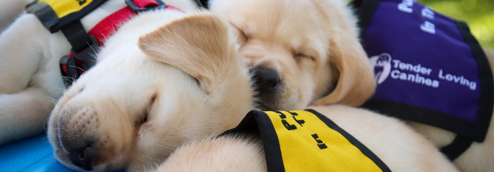 2 puppies, sleeping, training vest, guide dogs of america