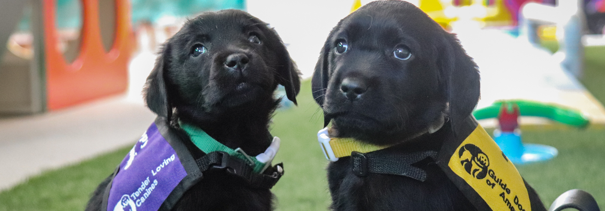 black lab puppies, service vest, guide dogs of america