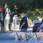 2 people, guide dogs