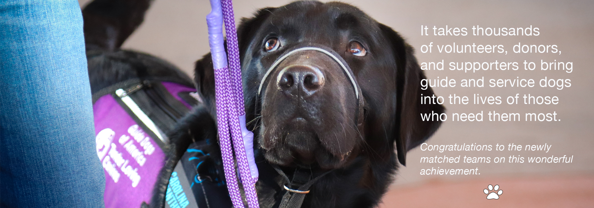 How Much Does A Blind Service Dog Cost