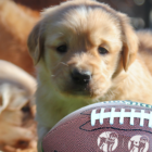 yellow lab, puppy