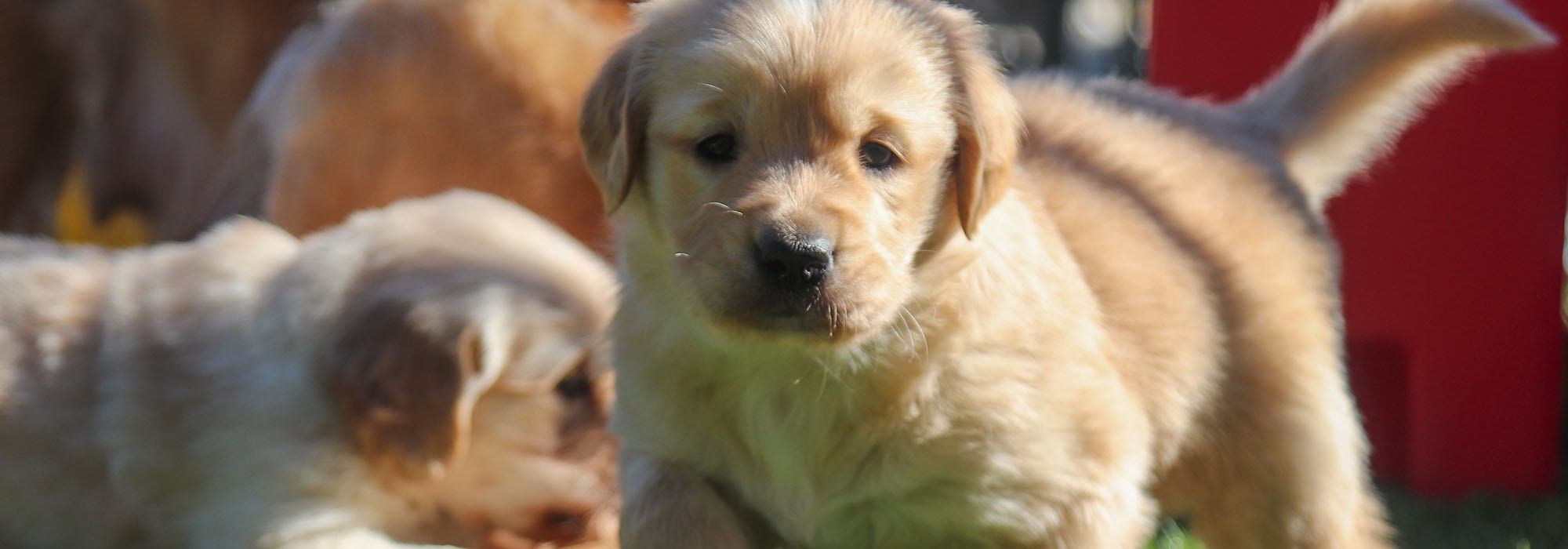 Growing Up Guide Pup