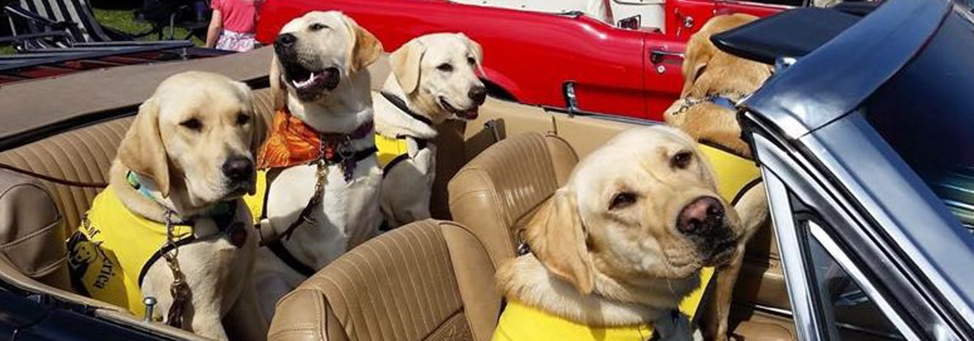 yellow labs, classic car