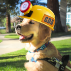 golden puppy, construction hat