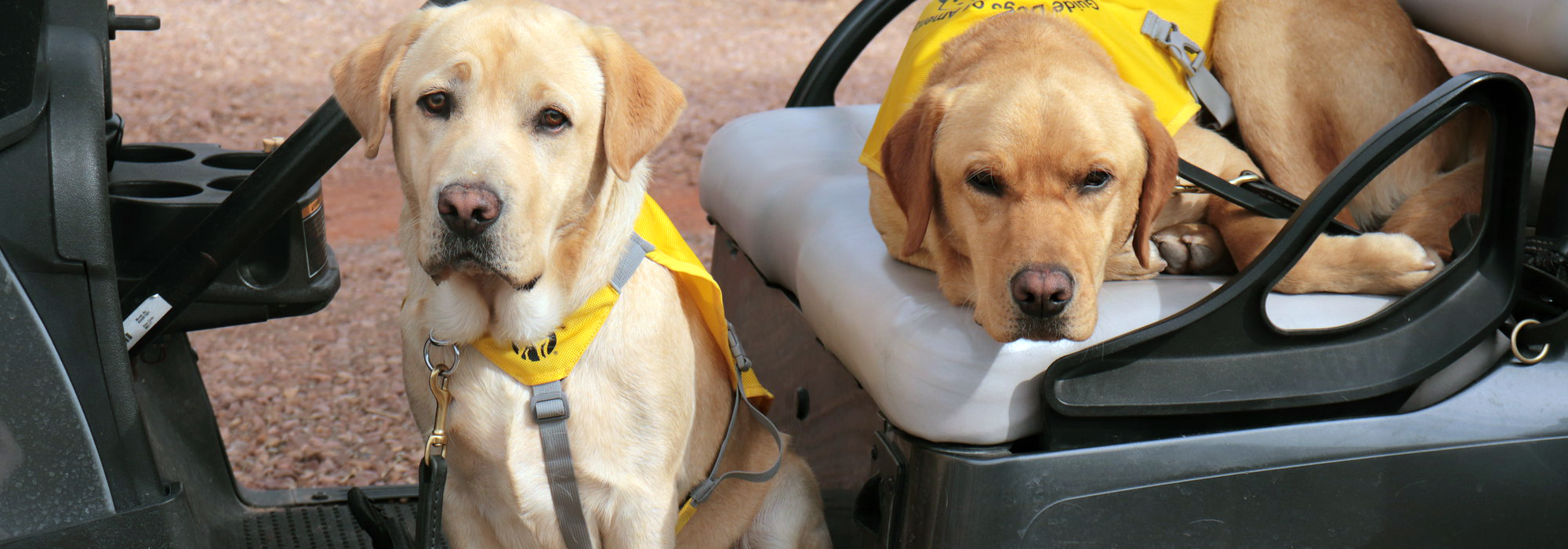 2 yellow labs, training vest, golf cart