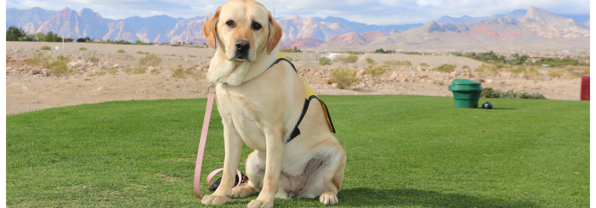 dog in training, yellow lab, golf course, las vegas