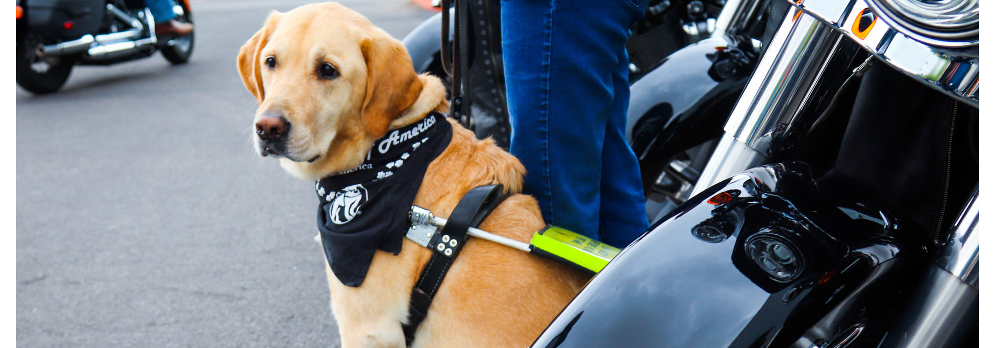 yellow lab, guide dog, motorcycle