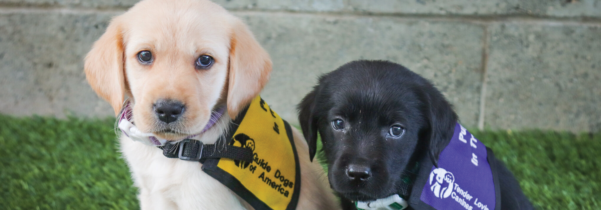 guide dogs of america, tender loving canines, yellow and black lab puppies, training vest