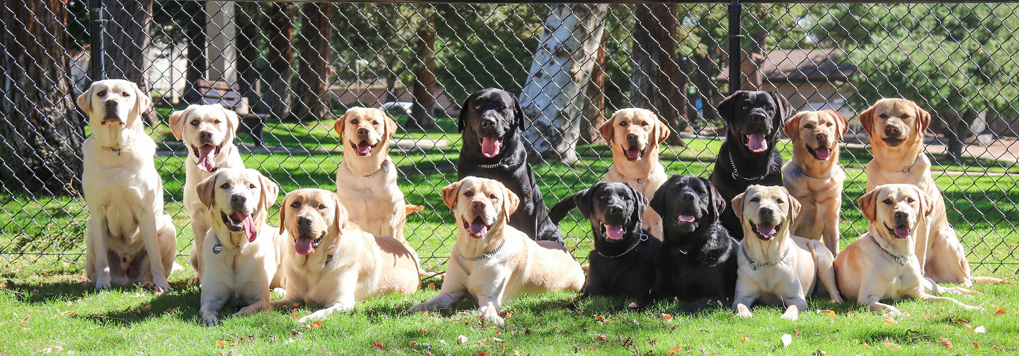 11 yellow labs, 4 black labs