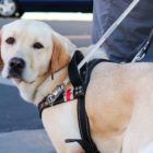 Yellow Lab, Guide Dog