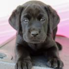 black lab puppy