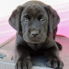 black lab puppy