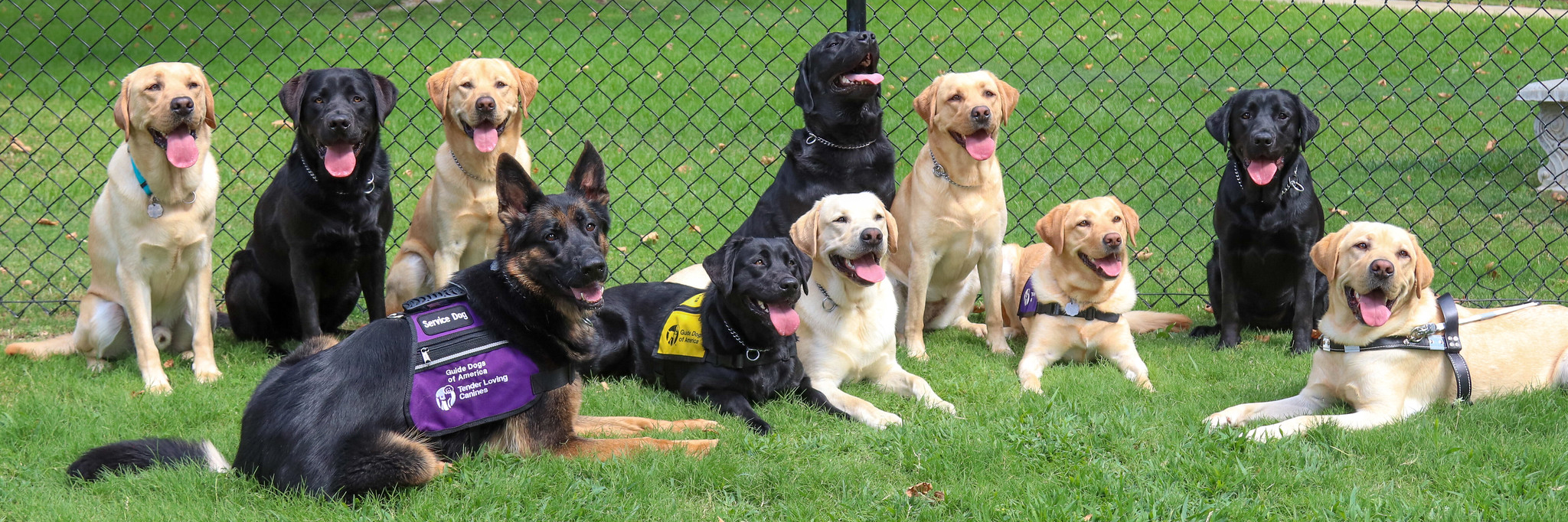 A group photo of dogs in a gated area