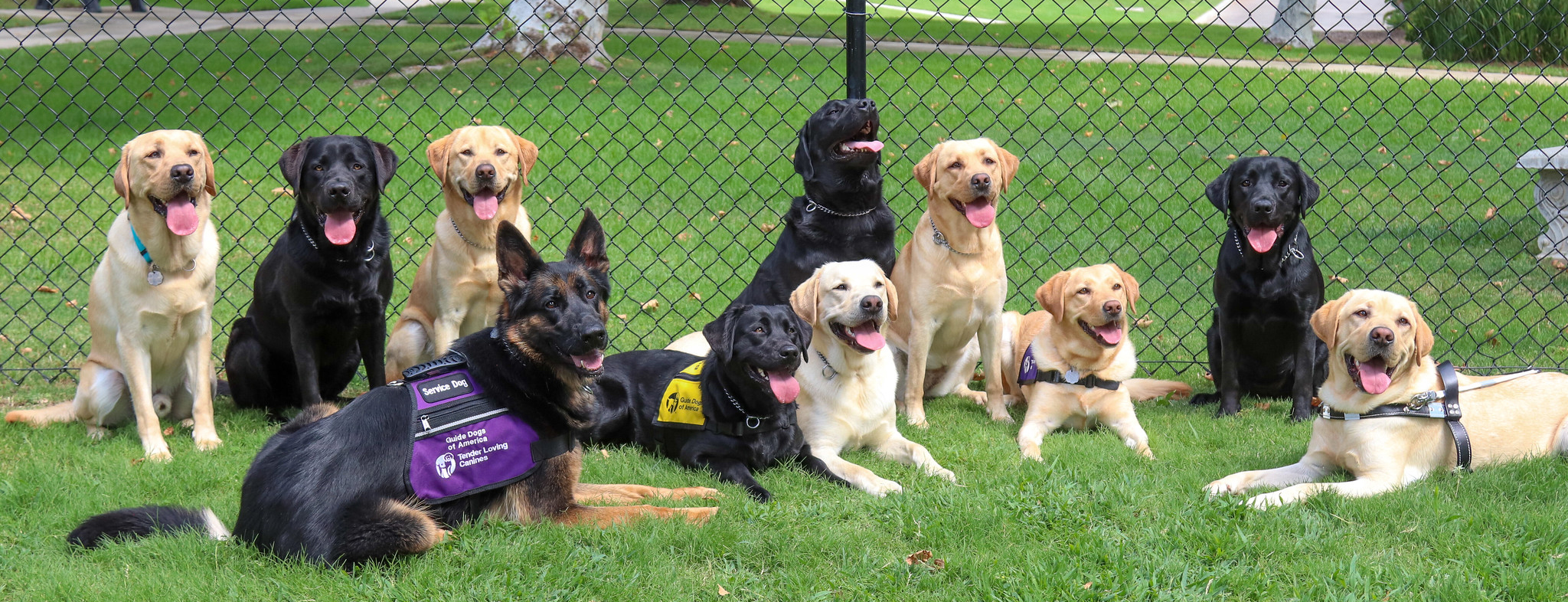 A group photo of dogs in a gated area